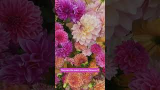 Download lagu Come on a dahlia harvest with me! mp3