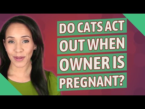Do cats act out when owner is pregnant?
