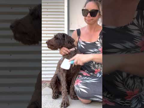 Trimming a cobberdog’s eyes.