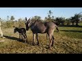 Donkey Meeting With Big Mohra Donkeys New York Roster 2022