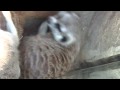 I M A Little Meerkat I M Only Very Small
