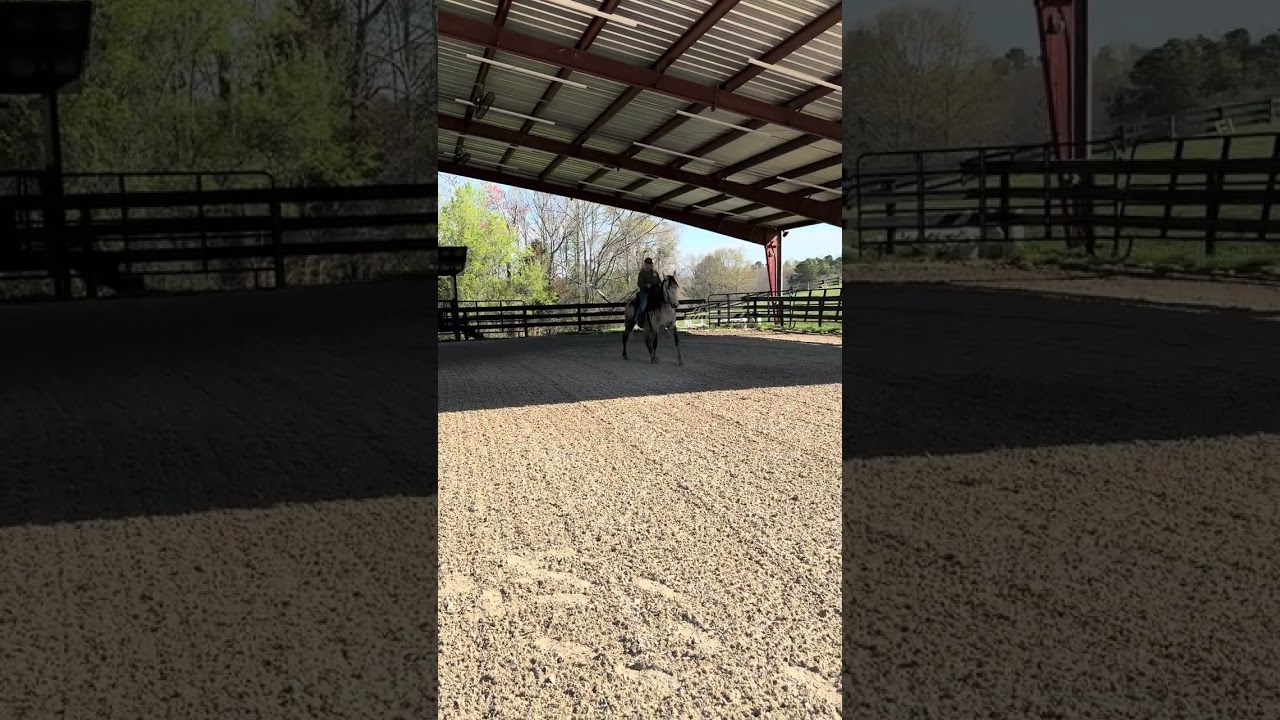Enlarge Bernie, a ADOPTABLE Tennessee Walker in Aiken, SC video 4/6