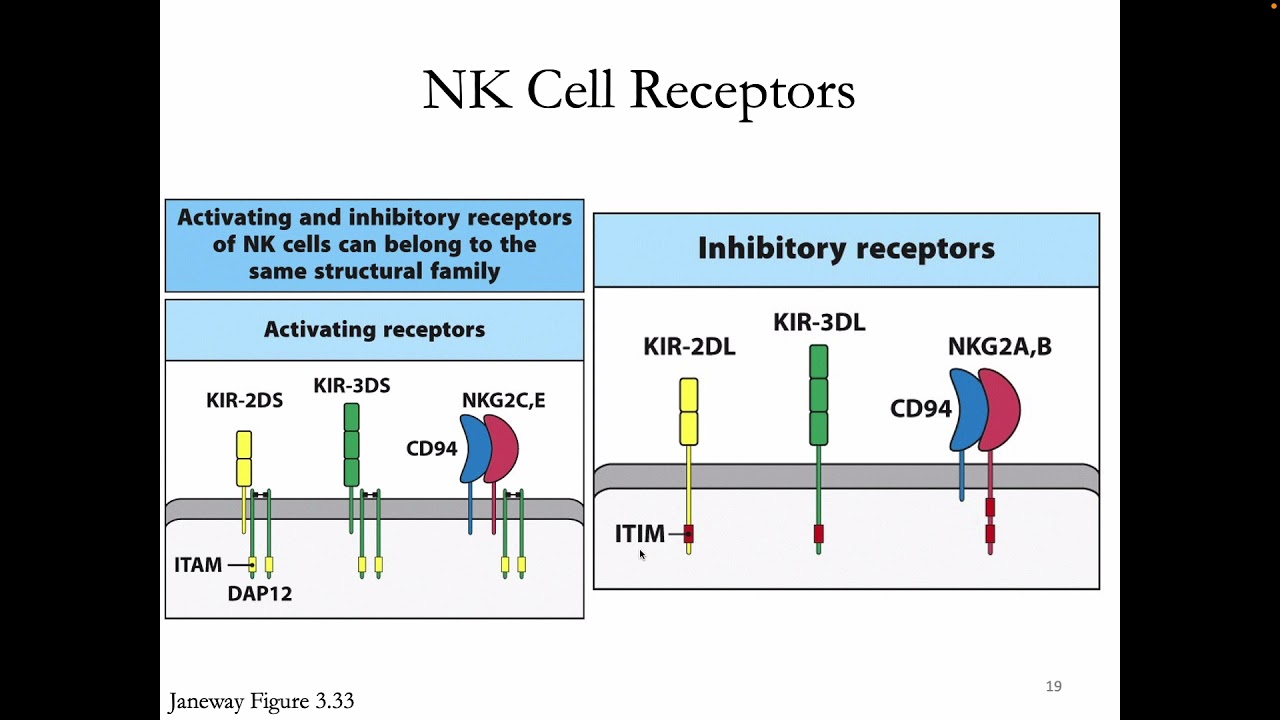 Immunology Fall 2021: Lecture 29 NK Cells