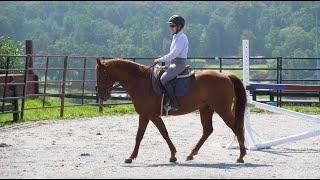 "Inside Leg to Outside Rein" - What this means and an exercise to finally FEEL it