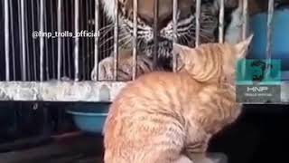 Cat punching tiger🐯🔥🐱