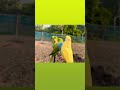 Birds #naturelovers #pets #animals #shortsfeed #shorts