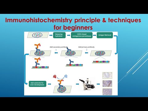 Immunohistochemistry Explained: Principle and Techniques for beginners
