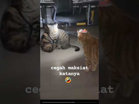 🤣 Oyen Tangkap Kucing buat Maksiat Projek dalam Bilik Gelap