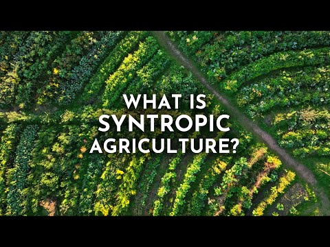Syntropic Agriculture & How It Can Transform the Future of Farming | Joshua Sparkes