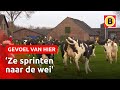 Koeien blij, want ze mogen weer in de wei | Omroep Brabant