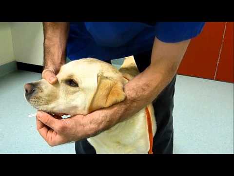 Dogslife | The University of Edinburgh Dogslife | The University of Edinburgh
