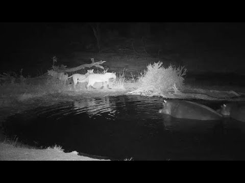 Djuma: Lions-two Nkuhuma females drinking after feeding on Buffalo carcass - 02:05 - 08/03/19