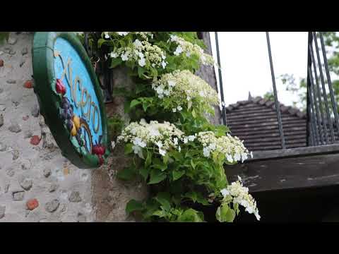 園芸 つるアジサイ