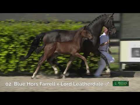 02 Nazir-YT (Blue Hors Farrell x Lord Leatherdale)