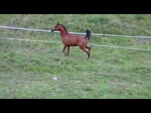 DARIYAH AL ZUBI (HASMAN GYO x WW NELITA)