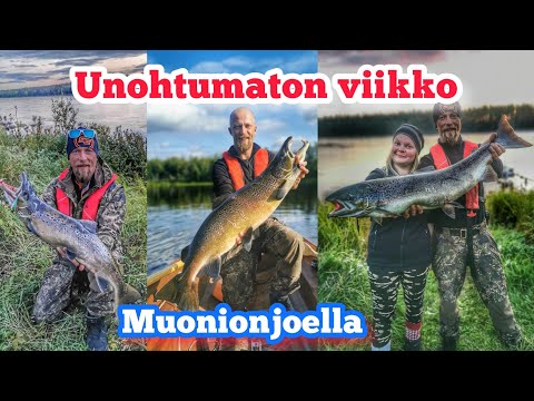 Lohen kalastusta Muonionjoella!