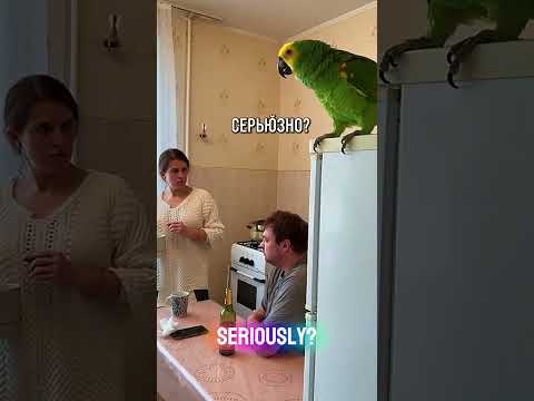 «Я с ним пил!» — попугай спалил хозяина🦜💥| “I drank with him!” — the parrot ratted out its owner🦜💥