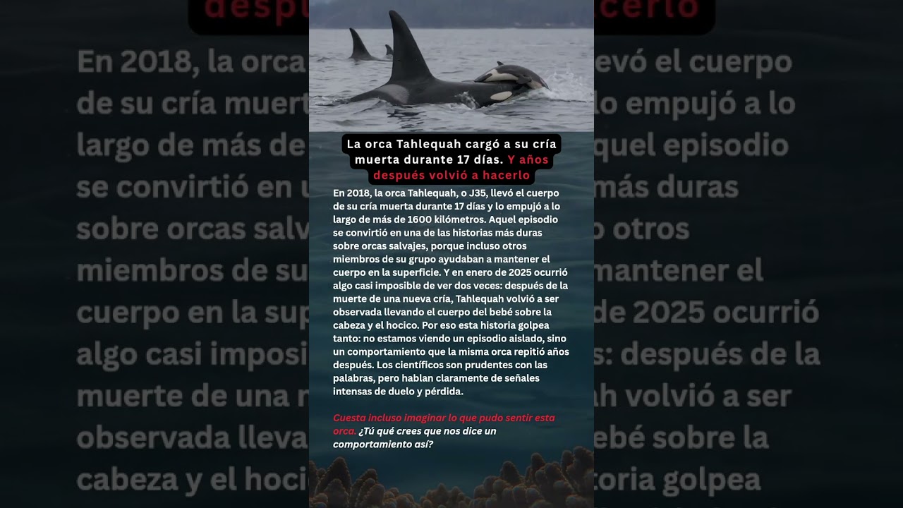 La orca Tahlequah cargó a su cría muerta durante 17 días  Y años después volvió a hacerlo