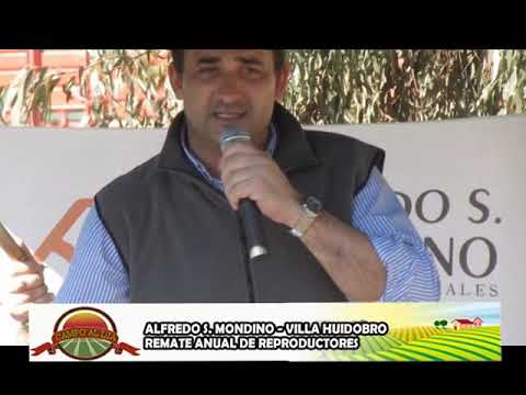 Alfredo S. Mondino Remate Anual de Reproductores en  villa huidobro