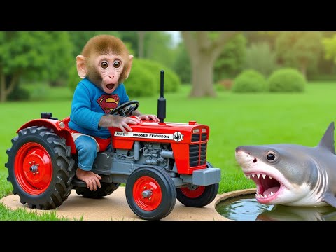 Singe Bon Bon conduit un tracteur et part récupérer les biscuits colorés volés par le requin.