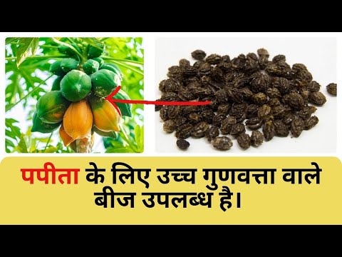 Vnr Shabnam Papaya Seeds