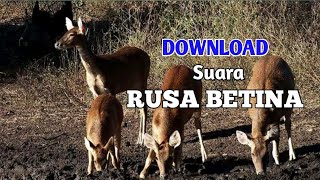Download lagu Suara pikat/pemanggil rusa jantan... mp3 Download lagu Suara pikat/pemanggil rusa jantan... mp3