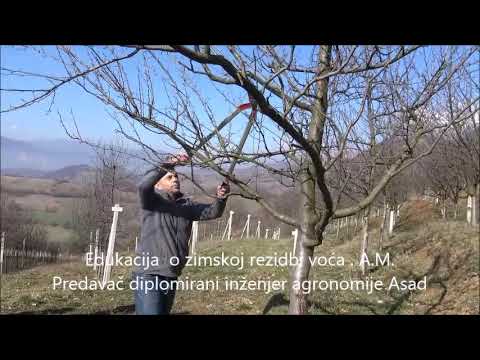 Drugi dio.  Edukacija  o zimskoj rezidbi voća    A M