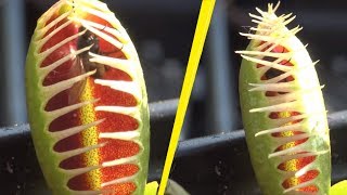 5 Scary Carnivorous Plants In The World!