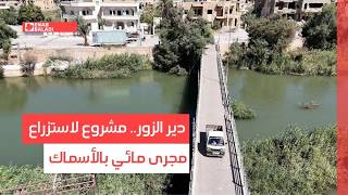 دير الزور.. مشروع لاستزراع مجرى مائي بالأسماك