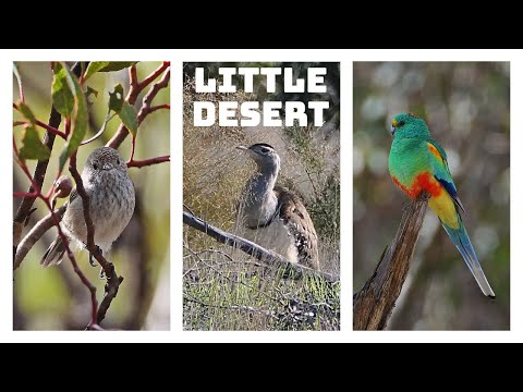 BIG BUSTARDS to TINY THORNBILLS | BIRDING in the LITTLE DESERT