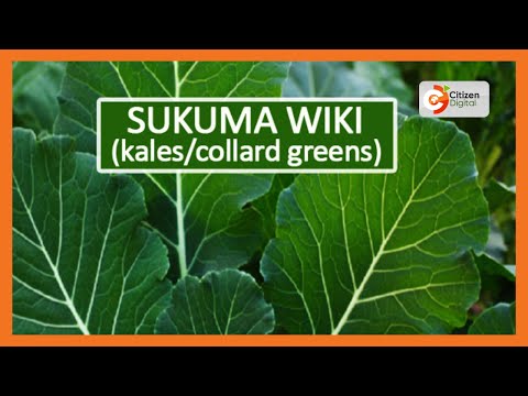 | KENYA'S GOLD | Sukuma Wiki Farming in Kenya [Part 1]