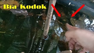 Download lagu Berburu Bia 'Kodok' || Jenis Kerang yang Hidup di Air Payau mp3