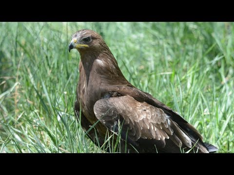 Lesser Spotted Eagle hunting