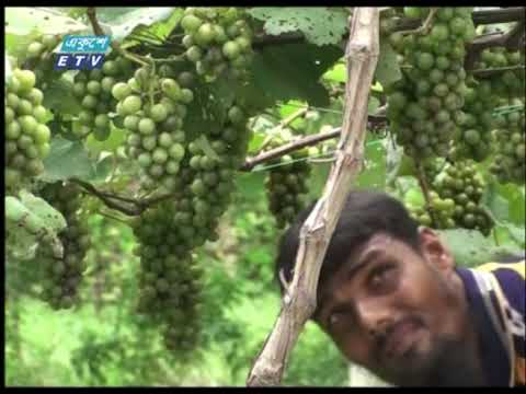 আঙ্গুর চাষ করে সফল চুয়াডাঙ্গার কয়েকজন যুবক | ETV News