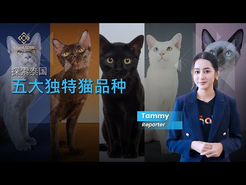 五类泰国猫塑造国民认同：文化遗产、祥瑞象征与文化自豪