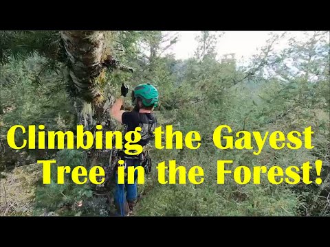 DMM Nexus Swivel Review(RECALL ISSUED-STOP USING!)