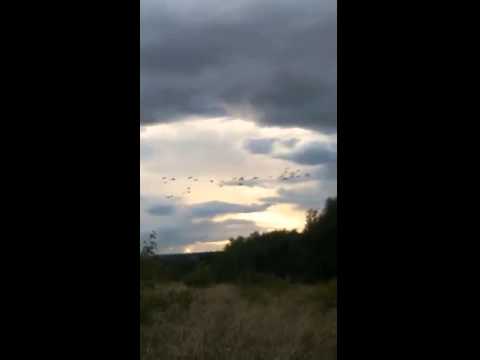 The Real Wisdom of Geese