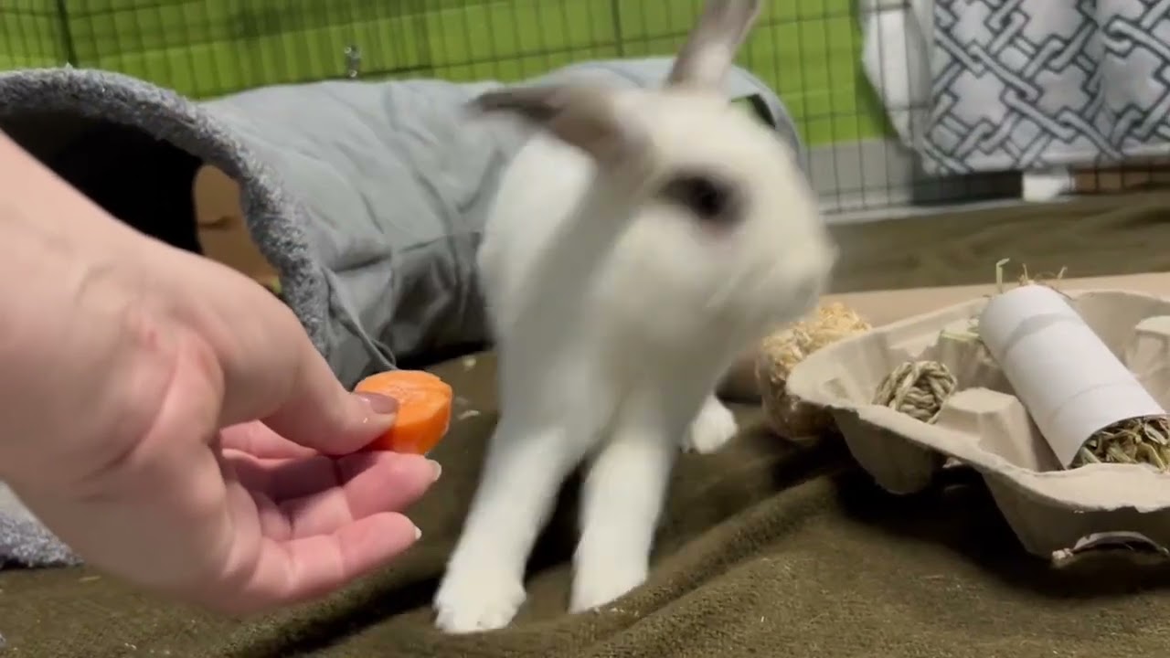 Clover, a ADOPTABLE American in Toronto, ON video 4/4