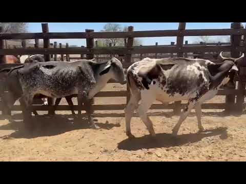 ➡️ *PROMOÇÃO 8 Vacas: 1.750 reais cada em Catingueira/ Paraíba. Whatsapp 84 99810 2784*