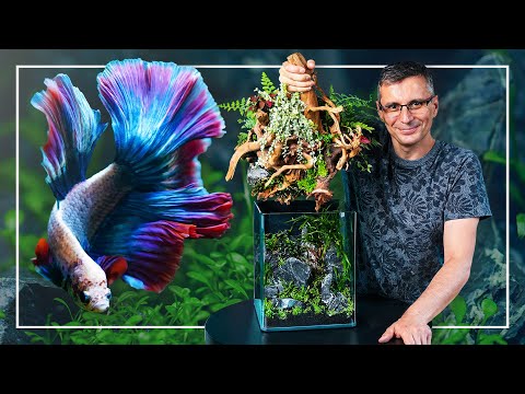 Nano Aquarium with Terrestrial Plants and BETTA Fish | Think Outside The Box
