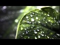 Mars Lasar -Inseparable Universe -Relaxing oriental music