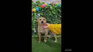 Video preview image #1 Mutt Puppy For Sale in Seattle, WA, USA