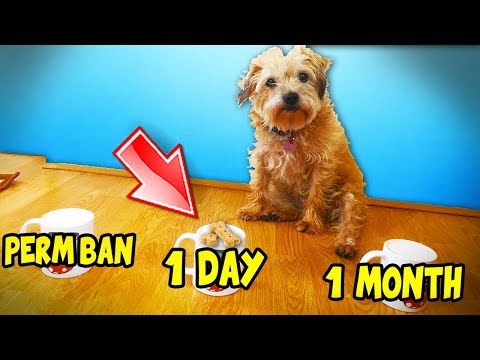 MY DOG CHOOSES HOW LONG TO BAN MINECRAFT HACKERS