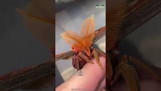 Download lagu How This Moth Survive Without Mouth? mp3