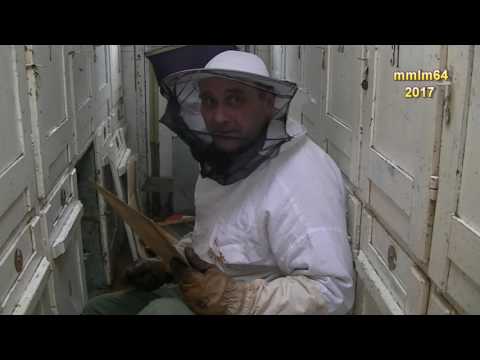 Albinele in Februarie p2 2017