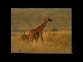 Boko Official Video Kilimanjaro Band Njenje
