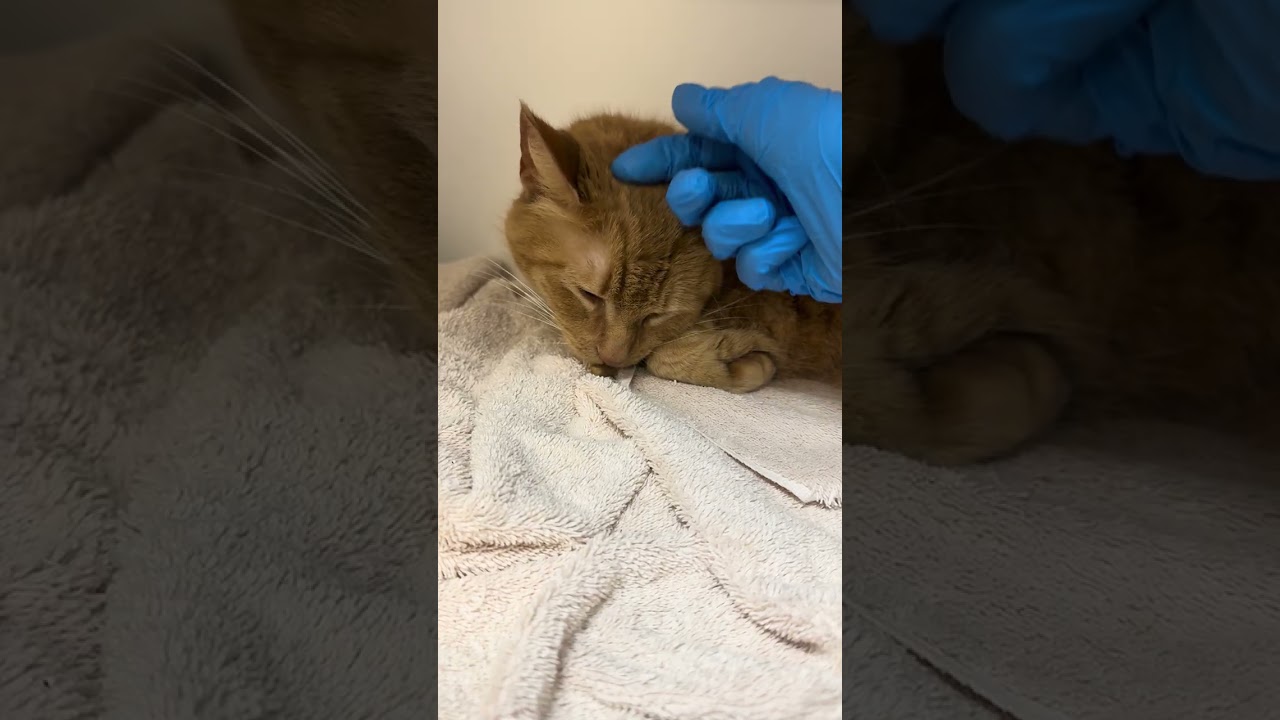 Enlarge Hollar, a Adoptable Domestic Short Hair in Philadelphia, PA video 6/6