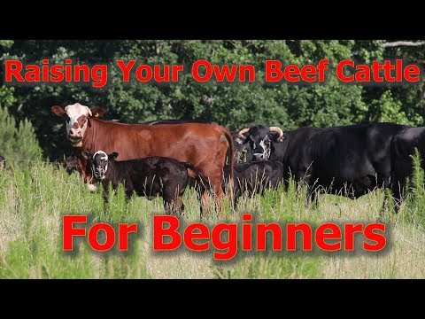 , title : 'Raising Your Own Beef Cattle For Beginners'