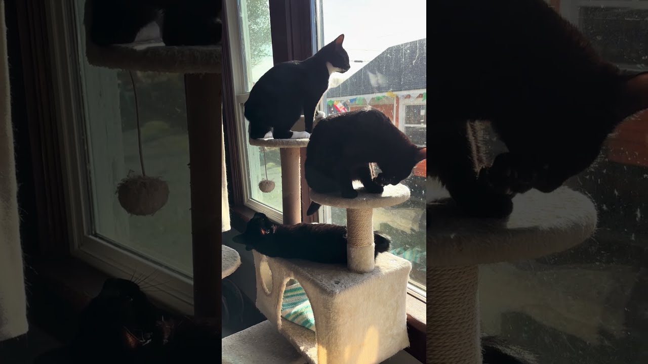 Enlarge The Stubby Sisters, a Adoptable Domestic Short Hair in Tillamook, OR video 6/6