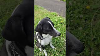 北海道　余市　犬との暮らし　